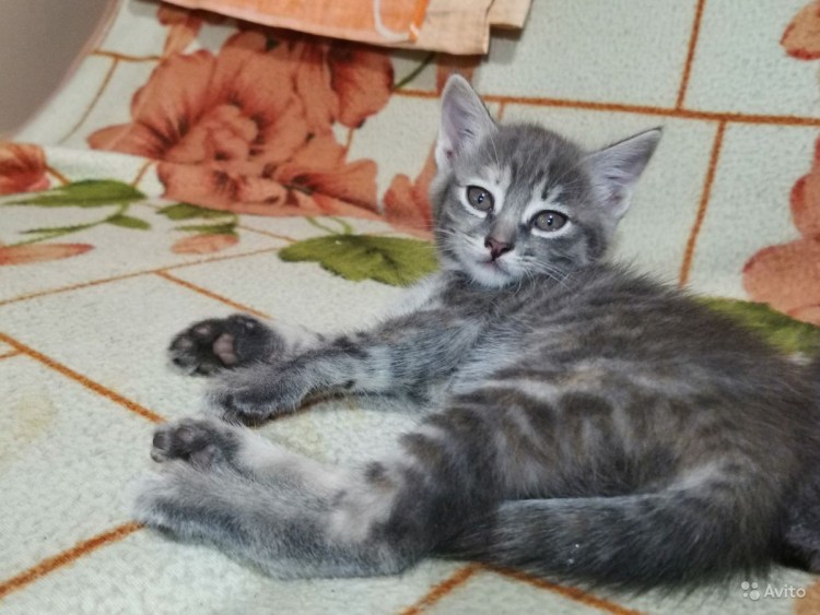 Сибирский Крысолов кот