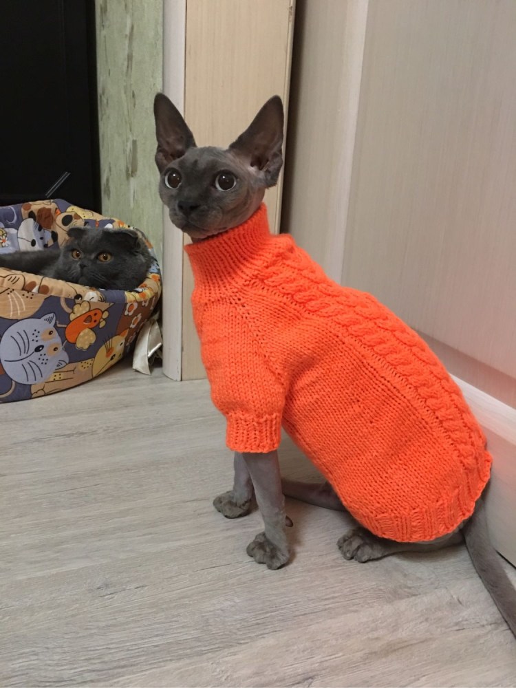 Котенок в свитере