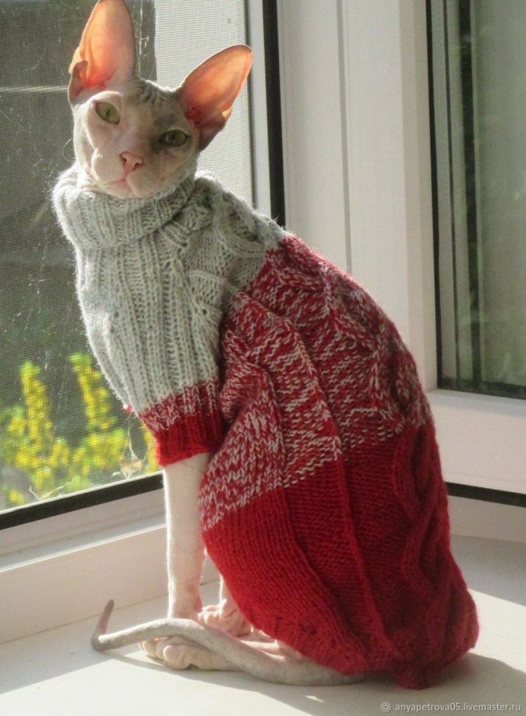 Одежда для кошек