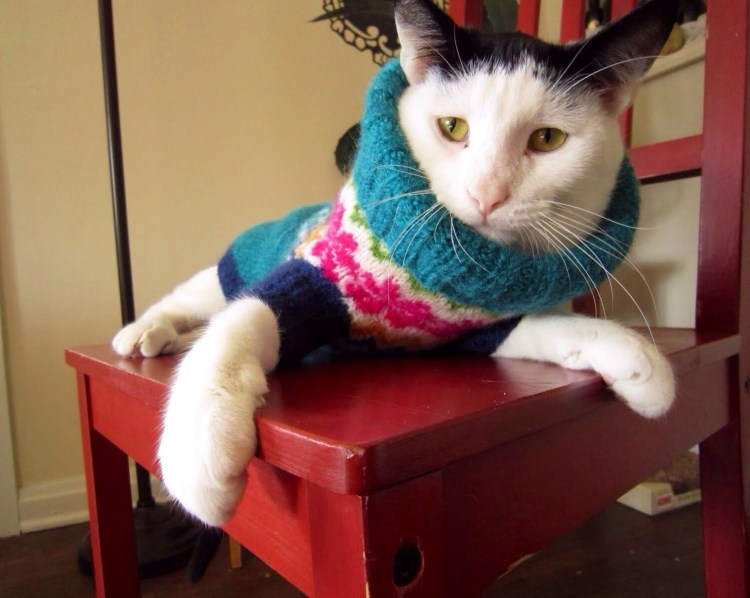 Котята в одежде