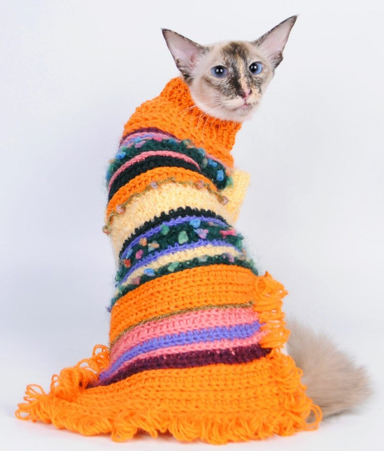 Кошка в Красном свитере