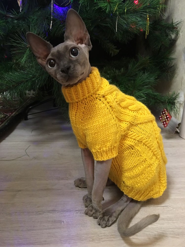 Кофта для сфинкса