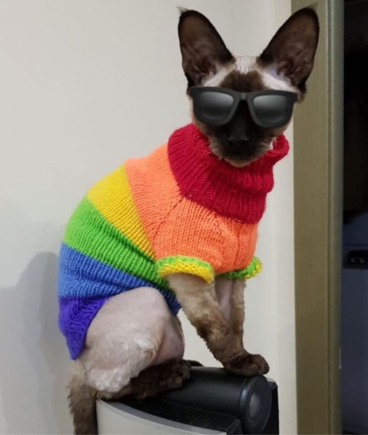 Сфинкс в свитере