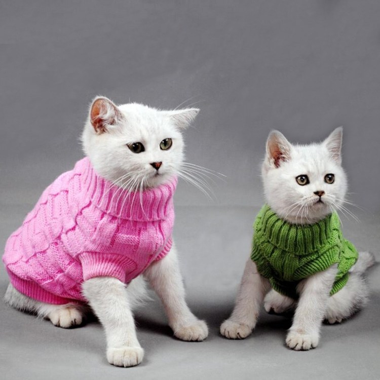 Сфинкс в свитере