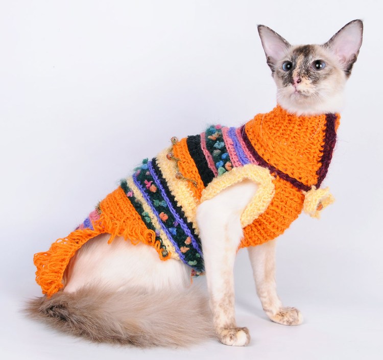 Сфинкс в одежде