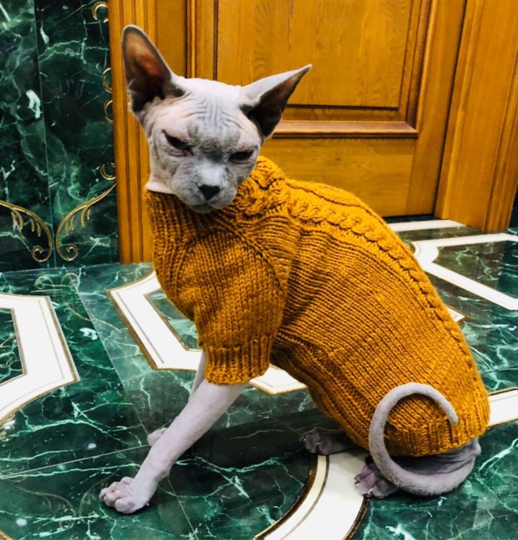 Кот в свитере