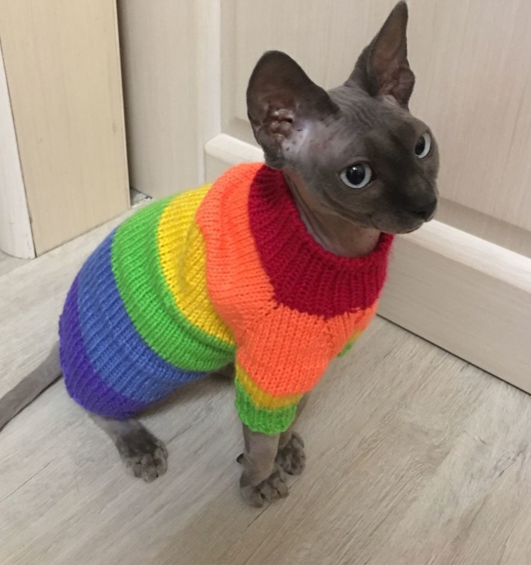 Вязаная одежда для кошек