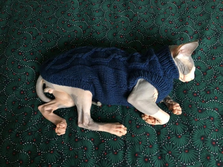 Вязаная одежда для кошек