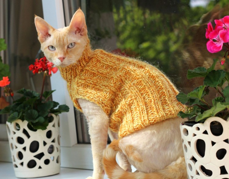 Вязаная одежда для кошек