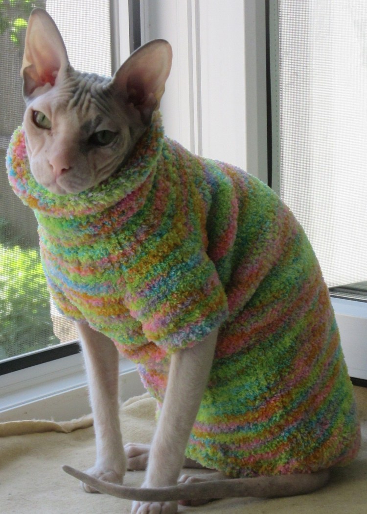 Одежда для котов