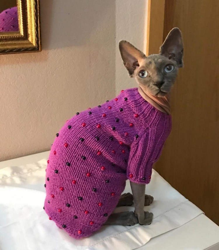 Свитер для Корниш Рекса