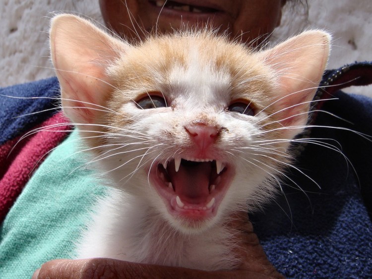 Зубастые коты с клыками