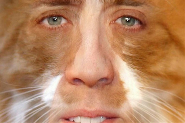 Кричащий кот