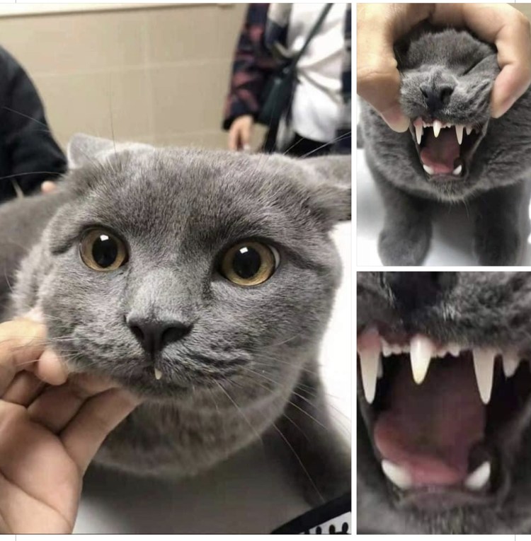 Зубастый кот