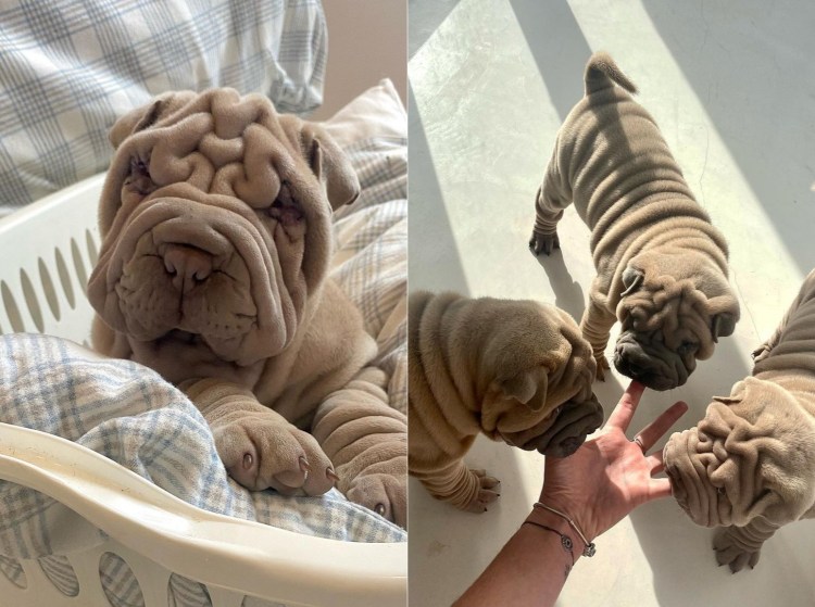 Шарпей Харви