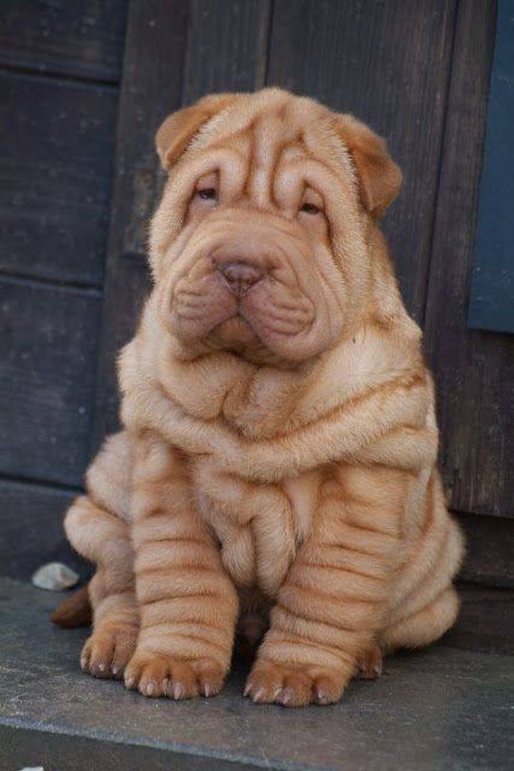 Кошачий шарпей