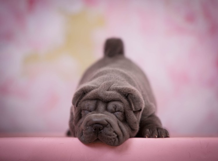 Морщинистые животные