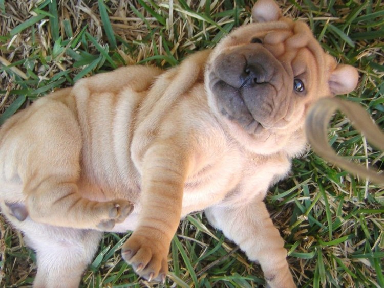 Лысый шарпей