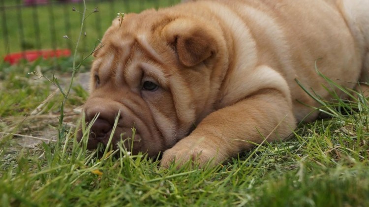 Кошачий шарпей