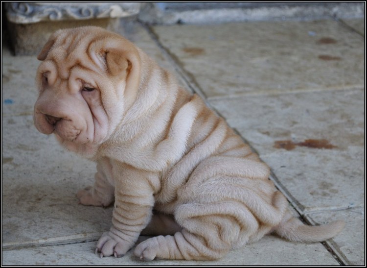 Шарпей девочка взрослая