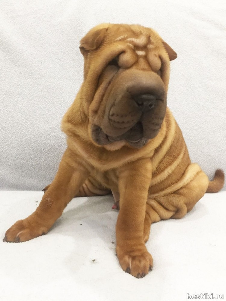 Кошачий шарпей