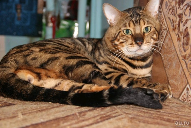 Абиссинец и бенгал метис