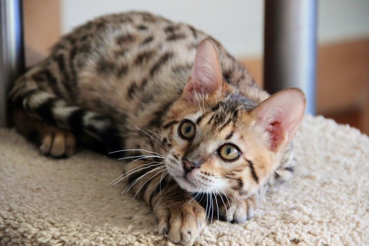 Бенгальские котята помесь