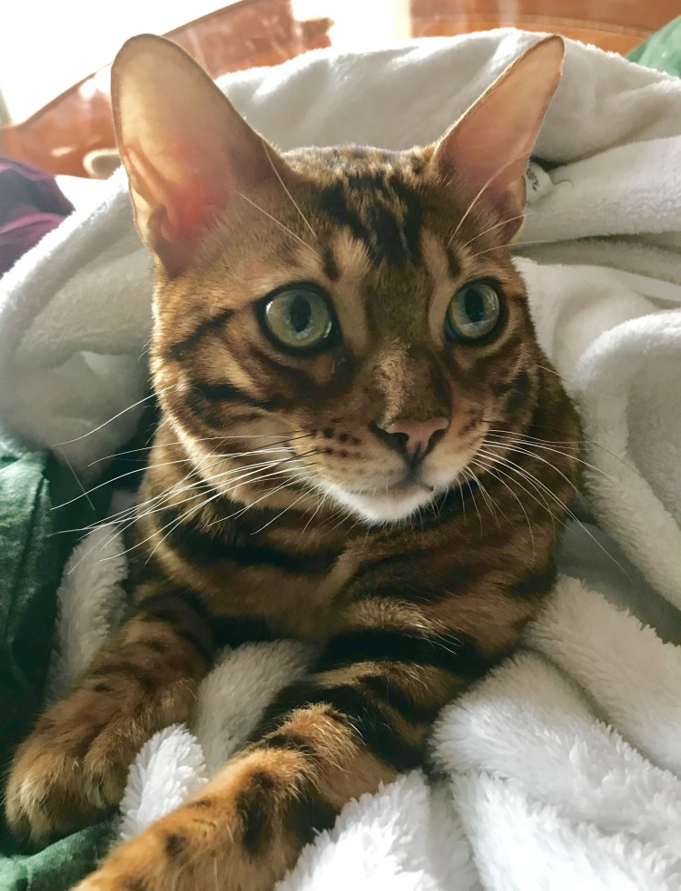 Помесь бенгала и обычной кошки