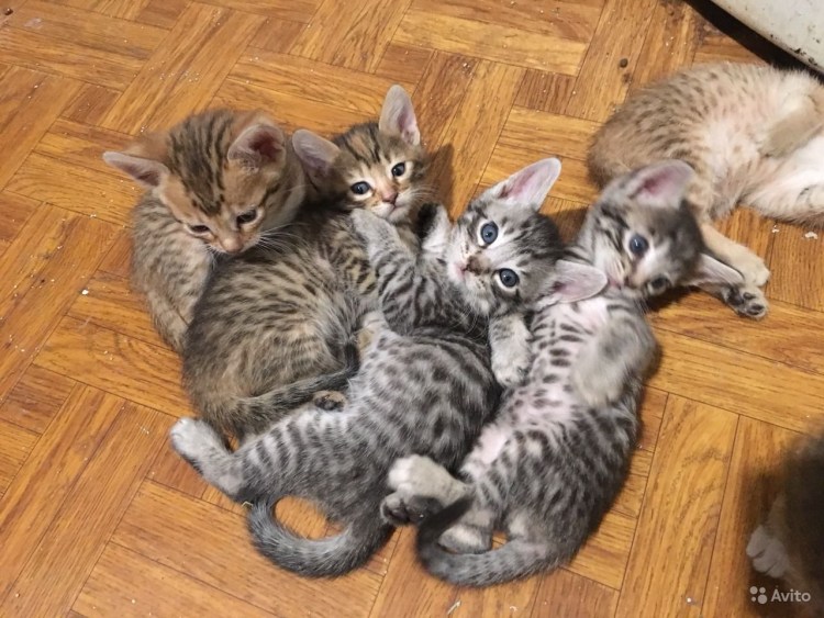 Бенгальский кот полосатый помесь