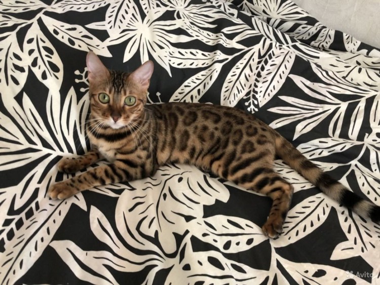 Смесь бенгала и Мейн куна