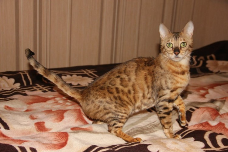 Бенгальская кошка серая метис