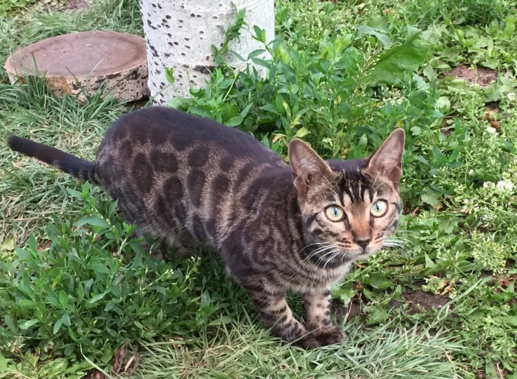 Бенгальский кот метис полосатый