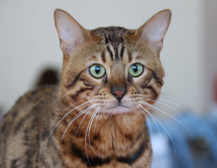 Помесь бенгальской кошки