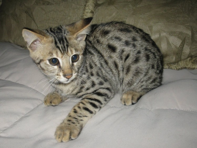 Бенгал-метис кошка