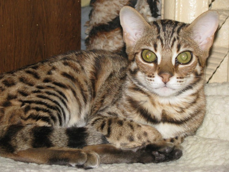 Бенгал метис