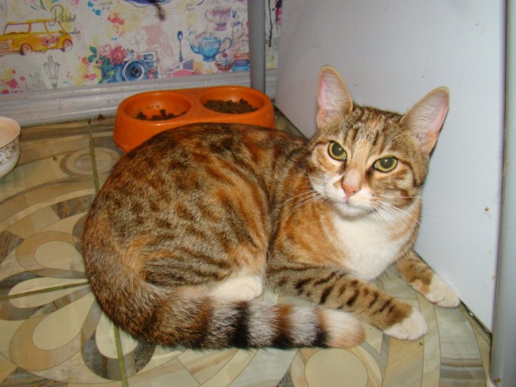 Покажи мне бенгальскую кошку.