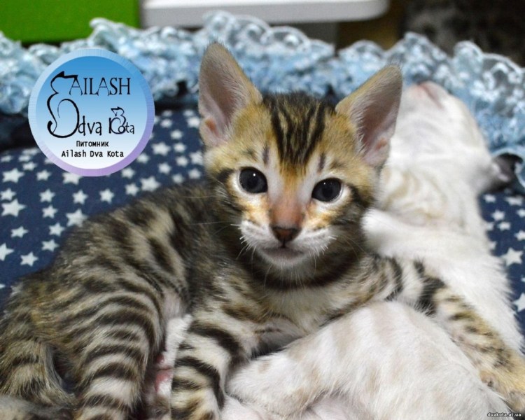 Бенгал-метис кошка