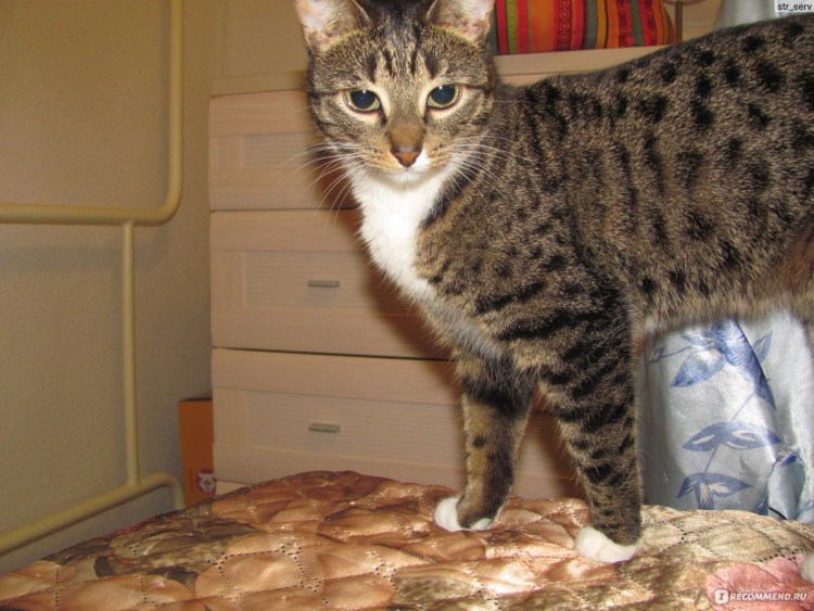 Помесь бенгала бывает