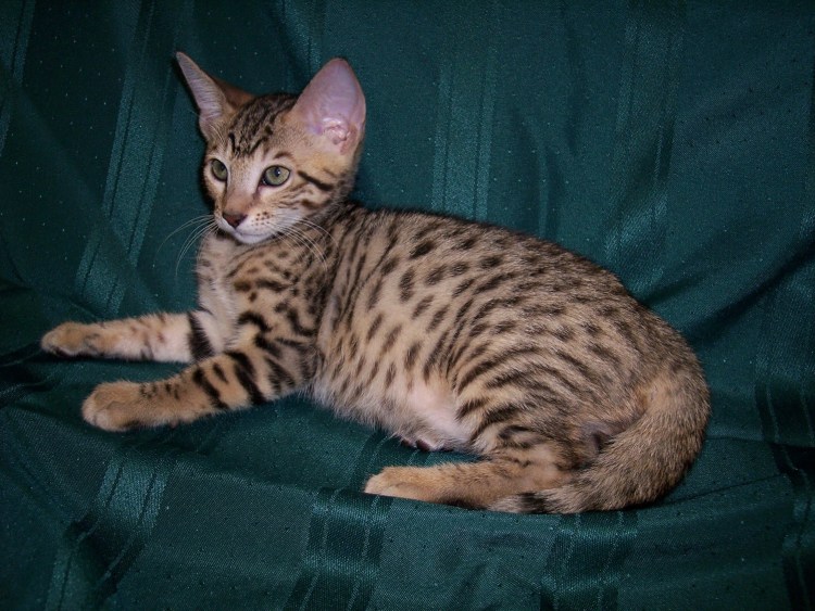 Саванна кошка