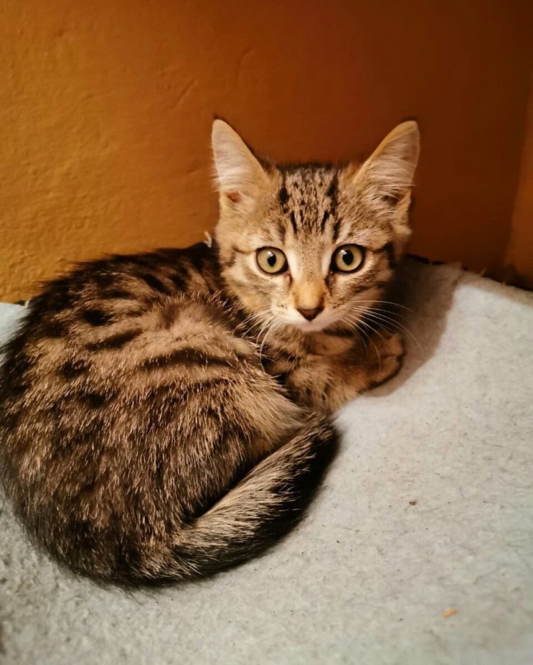 Бенгальский кот метис полосатый