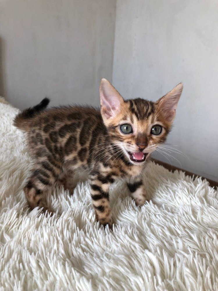 Бенгал Линкс