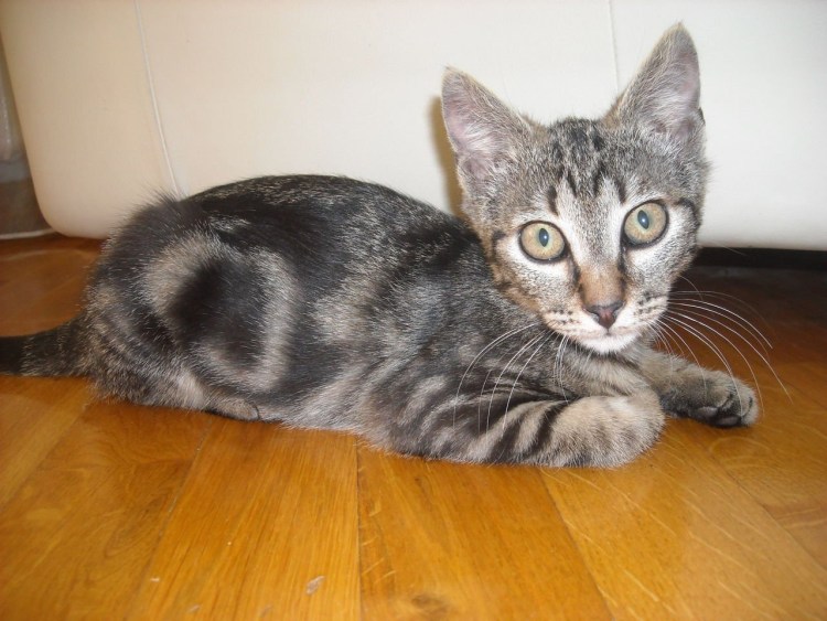 Бенгальские котята метисы