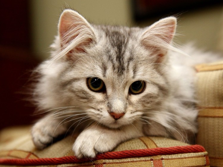 Котик с большими глазами