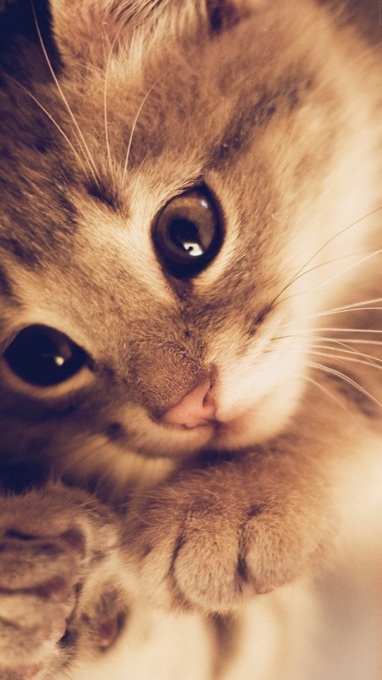 Черная кошка с карими глазами