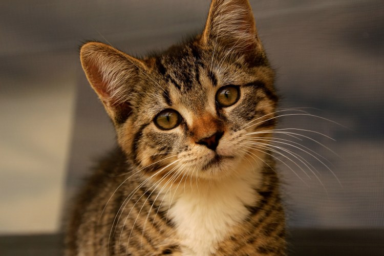 Коричневая полосатая кошка