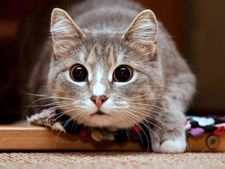 Кошечка кареглазая