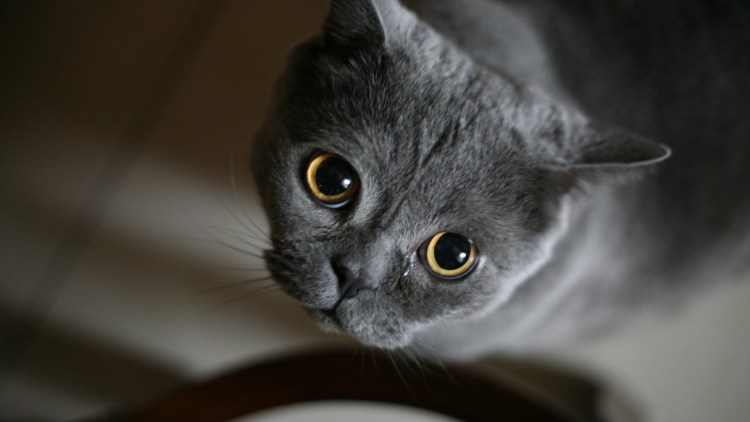 Рэгдолл гетерохромия