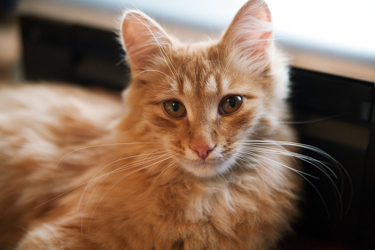 Оранжевые глаза у кошки