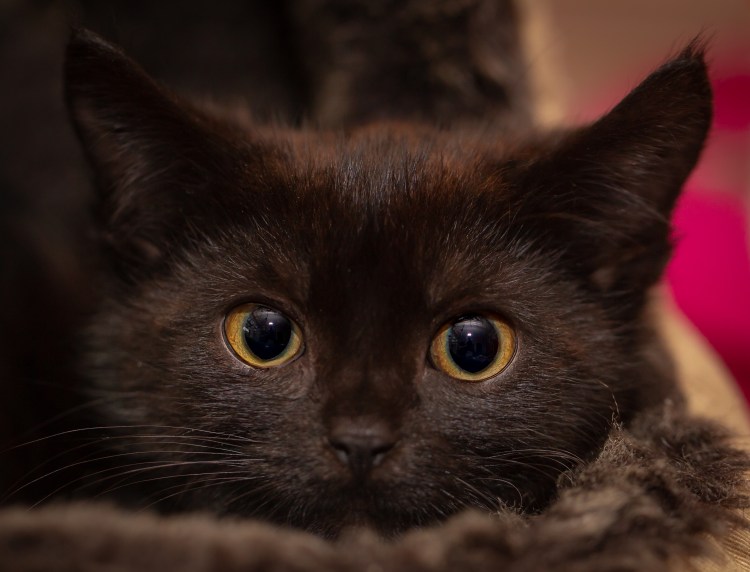 Кошка с карими глазами