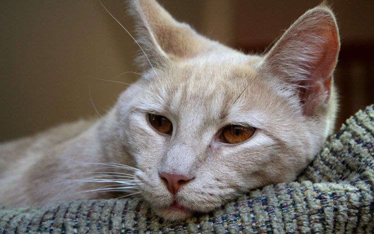 Рыжая кошка